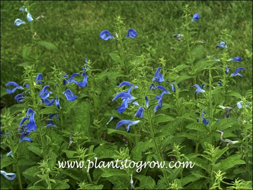 Salvia Blue Patio (Salvia patens)